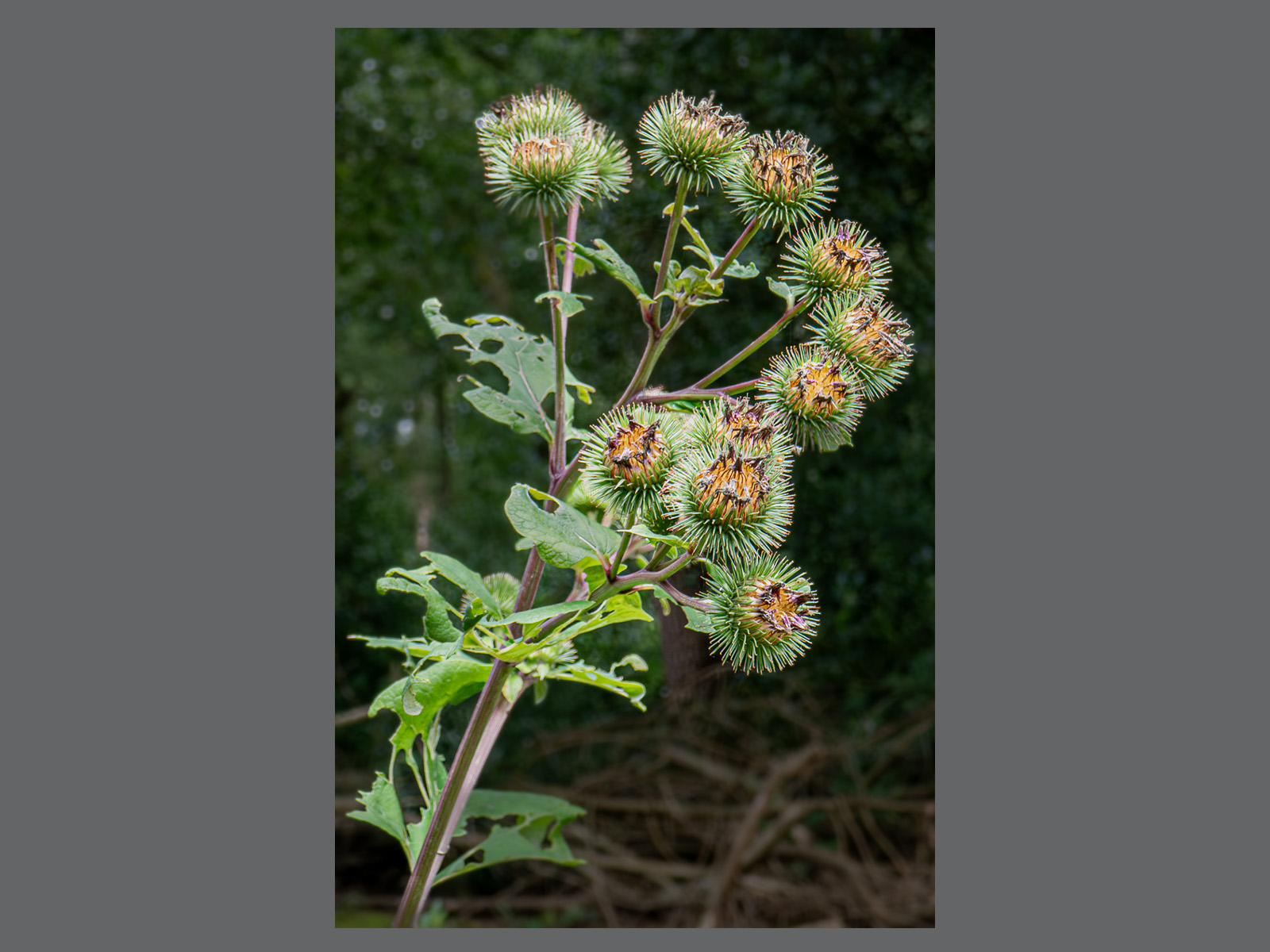 Common Burdock in bud