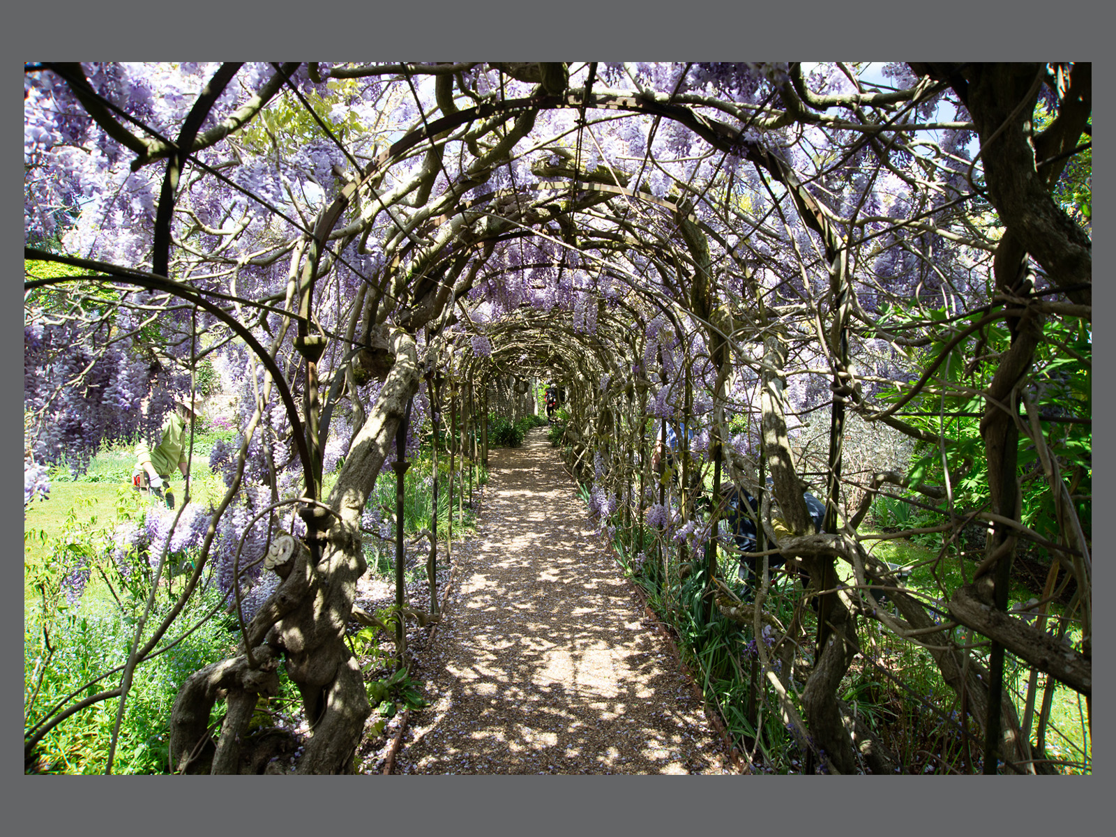 Wisteria Walk